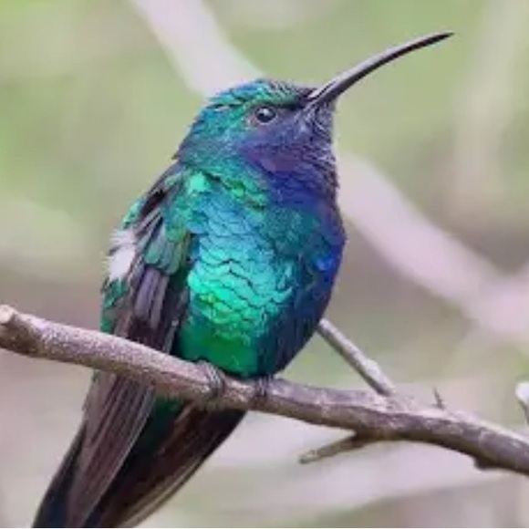 Paved Humming bird ring size 7, gold tone - Picture 6 of 7